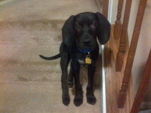Sully-20140117-00046